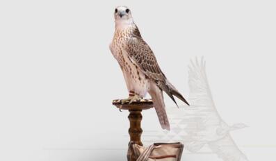 Katara Gears Up for International Hunting and Falcons Exhibition